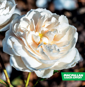 Macmillan Rose Recognition Card (pack of 5)